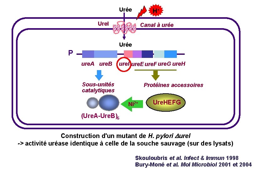 Urée H+ Ure. I Canal à urée Urée P ure. A ure. B ure.