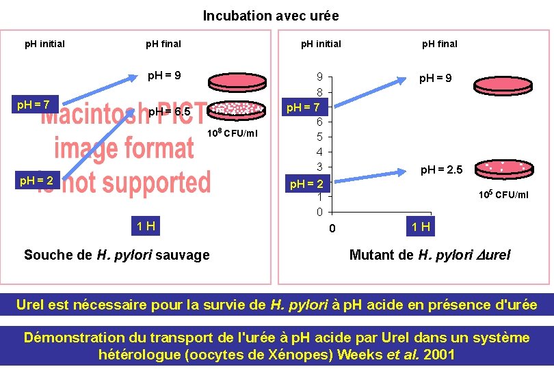 Incubation avec urée p. H initial p. H final p. H initial p. H