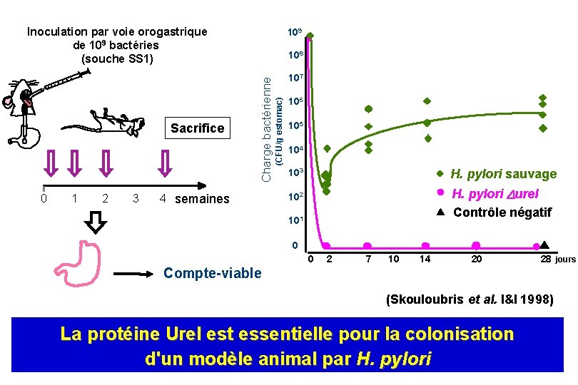 Inoculation par voie orogastrique de 109 bactéries (souche SS 1) 0 1 2 3