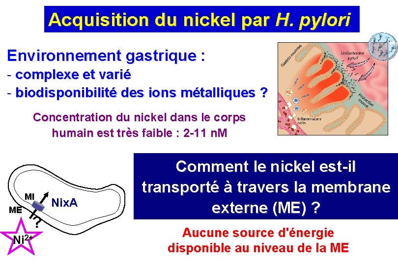 Acquisition du nickel par H. pylori Environnement gastrique : - complexe et varié -