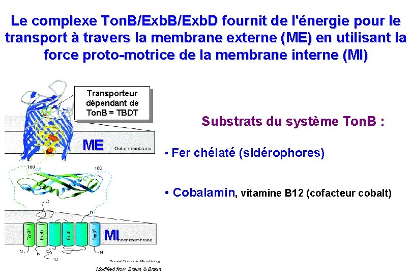 Le complexe Ton. B/Exb. D fournit de l'énergie pour le transport à travers la