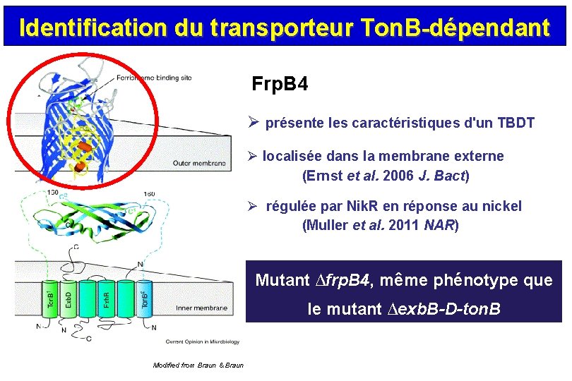 Identification du transporteur Ton. B-dépendant Frp. B 4 Ø présente les caractéristiques d'un TBDT