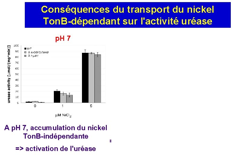 Conséquences du transport du nickel Ton. B-dépendant sur l'activité uréase p. H 7 A