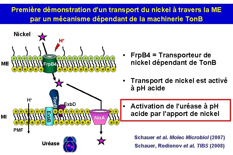 Première démonstration d'un transport du nickel à travers la ME par un mécanisme dépendant