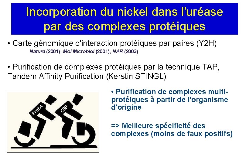 Incorporation du nickel dans l'uréase par des complexes protéiques • Carte génomique d'interaction protéiques