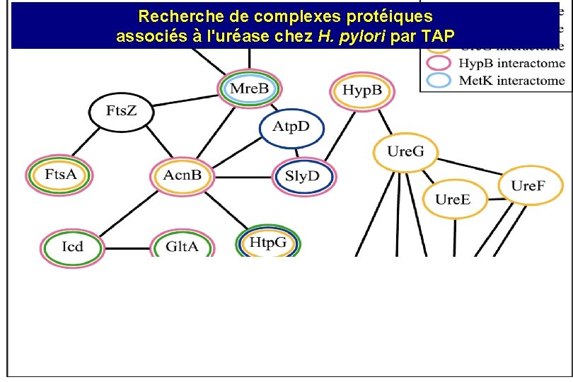 Recherche de complexes protéiques associés à l'uréase chez H. pylori par TAP 