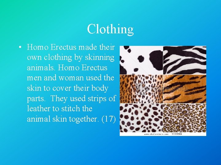 Clothing • Homo Erectus made their own clothing by skinning animals. Homo Erectus men