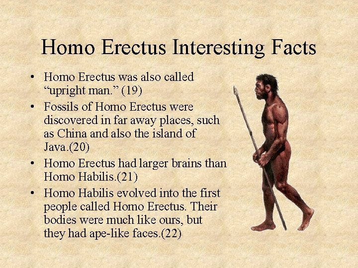 Homo Erectus Interesting Facts • Homo Erectus was also called “upright man. ” (19)