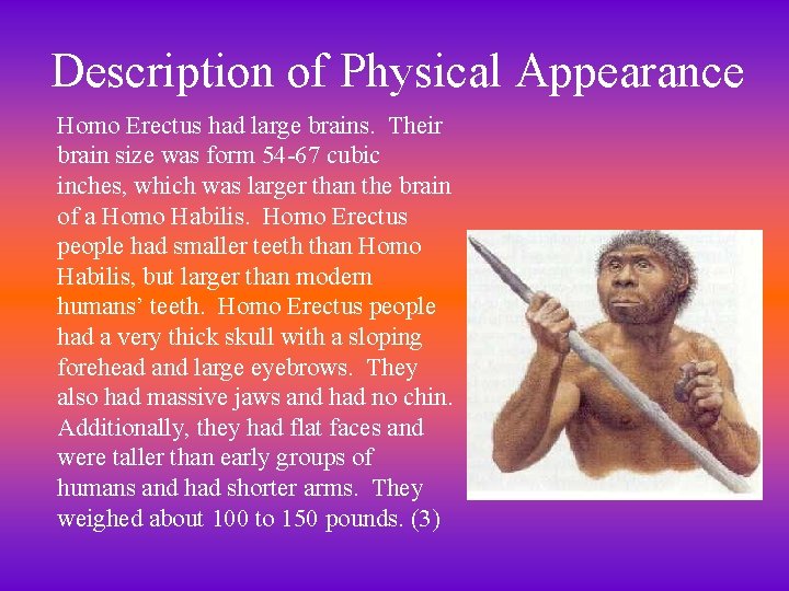 Description of Physical Appearance Homo Erectus had large brains. Their brain size was form
