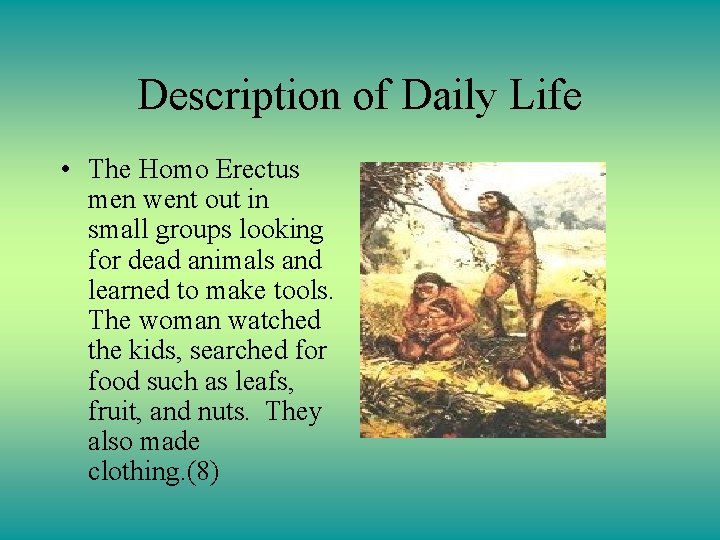 Description of Daily Life • The Homo Erectus men went out in small groups