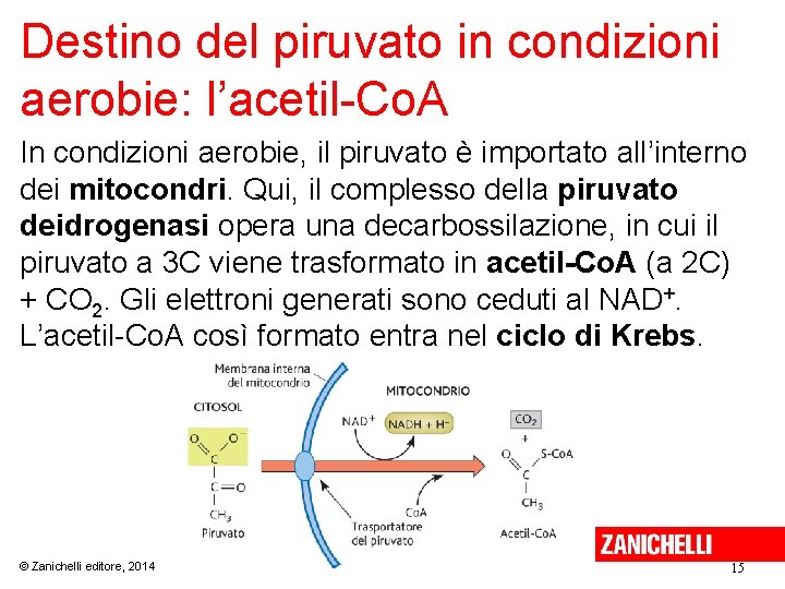 Destino del piruvato in condizioni aerobie: l’acetil-Co. A In condizioni aerobie, il piruvato è