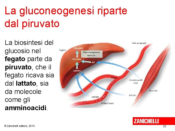 La gluconeogenesi riparte dal piruvato La biosintesi del glucosio nel fegato parte da piruvato,