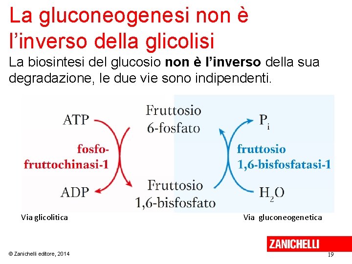 La gluconeogenesi non è l’inverso della glicolisi La biosintesi del glucosio non è l’inverso