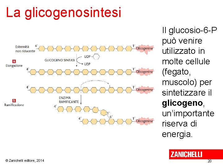 La glicogenosintesi Il glucosio-6 -P può venire utilizzato in molte cellule (fegato, muscolo) per