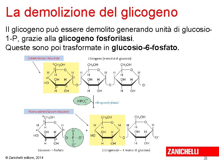 La demolizione del glicogeno Il glicogeno può essere demolito generando unità di glucosio 1