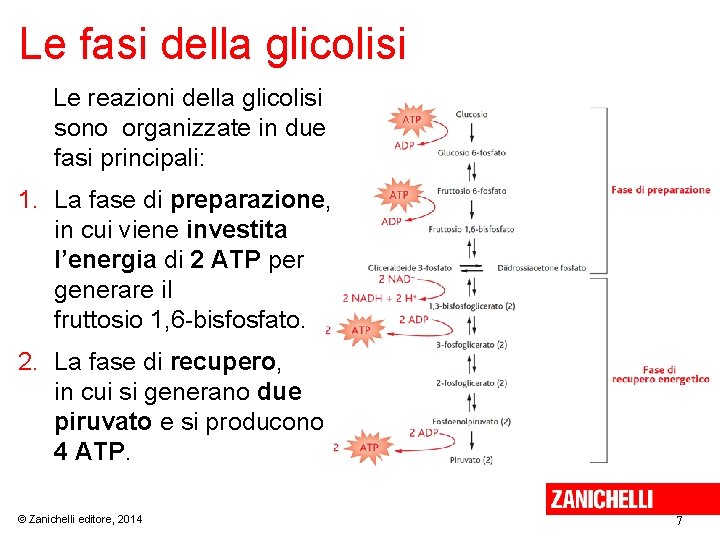 Le fasi della glicolisi Le reazioni della glicolisi sono organizzate in due fasi principali: