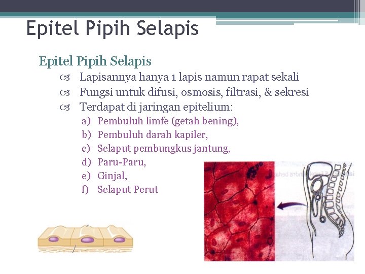 Epitel Pipih Selapis Lapisannya hanya 1 lapis namun rapat sekali Fungsi untuk difusi, osmosis,