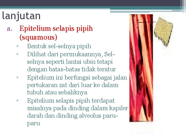 lanjutan a. Epitelium selapis pipih (squamous) ▫ ▫ Bentuk sel-selnya pipih Dilihat dari permukaannya,
