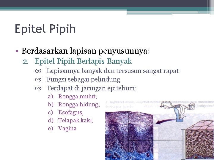 Epitel Pipih • Berdasarkan lapisan penyusunnya: 2. Epitel Pipih Berlapis Banyak Lapisannya banyak dan