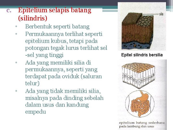 c. Epitelium selapis batang (silindris) ▫ ▫ Berbentuk seperti batang Permukaannya terlihat seperti epitelium