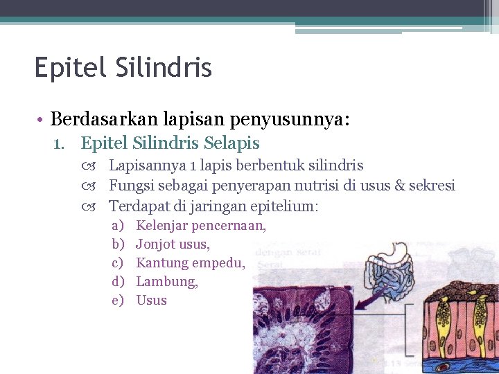 Epitel Silindris • Berdasarkan lapisan penyusunnya: 1. Epitel Silindris Selapis Lapisannya 1 lapis berbentuk