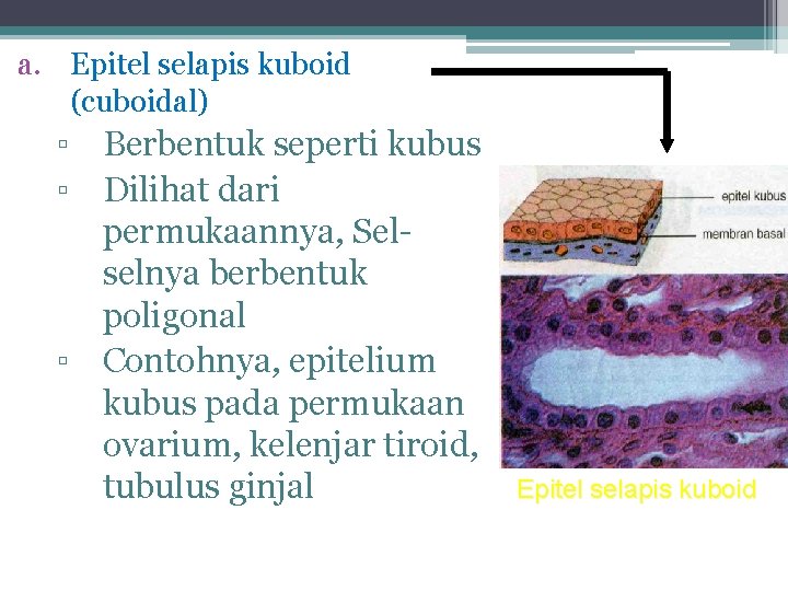 a. Epitel selapis kuboid (cuboidal) ▫ Berbentuk seperti kubus ▫ Dilihat dari permukaannya, Selselnya