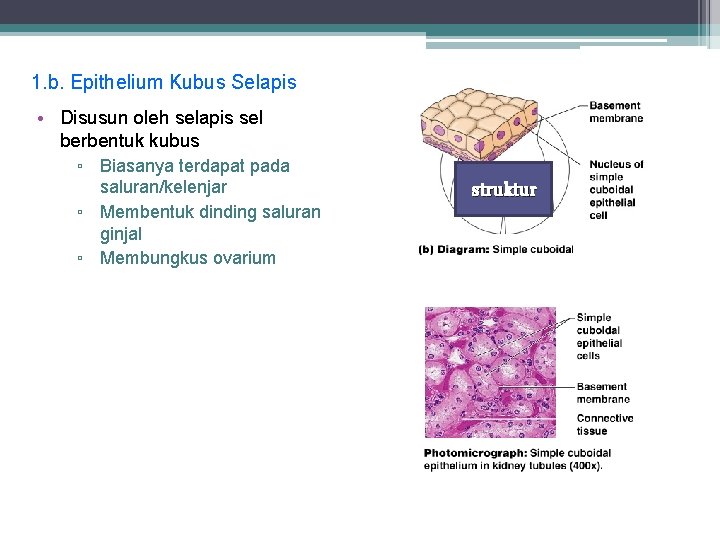 1. b. Epithelium Kubus Selapis • Disusun oleh selapis sel berbentuk kubus ▫ Biasanya