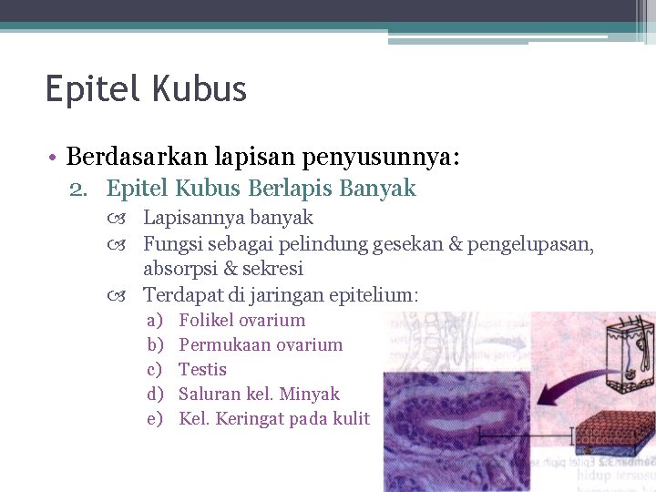 Epitel Kubus • Berdasarkan lapisan penyusunnya: 2. Epitel Kubus Berlapis Banyak Lapisannya banyak Fungsi