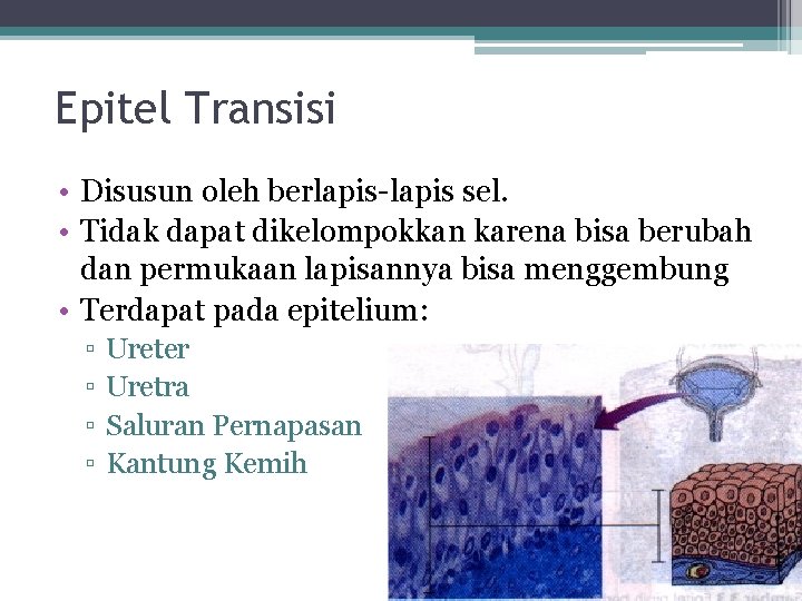 Epitel Transisi • Disusun oleh berlapis-lapis sel. • Tidak dapat dikelompokkan karena bisa berubah