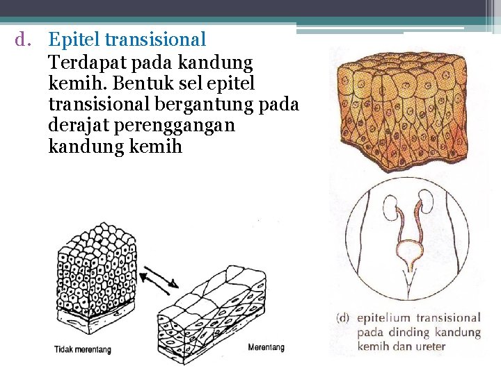 d. Epitel transisional Terdapat pada kandung kemih. Bentuk sel epitel transisional bergantung pada derajat