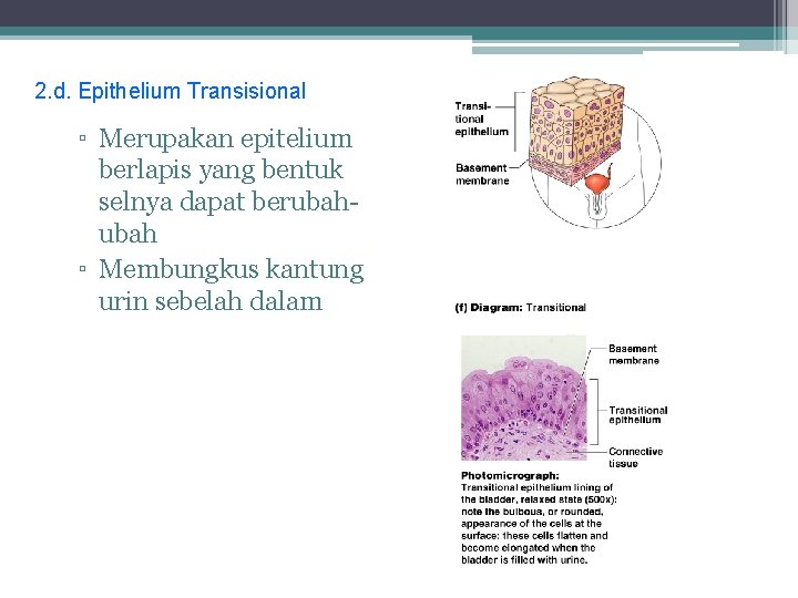 2. d. Epithelium Transisional ▫ Merupakan epitelium berlapis yang bentuk selnya dapat berubah ▫