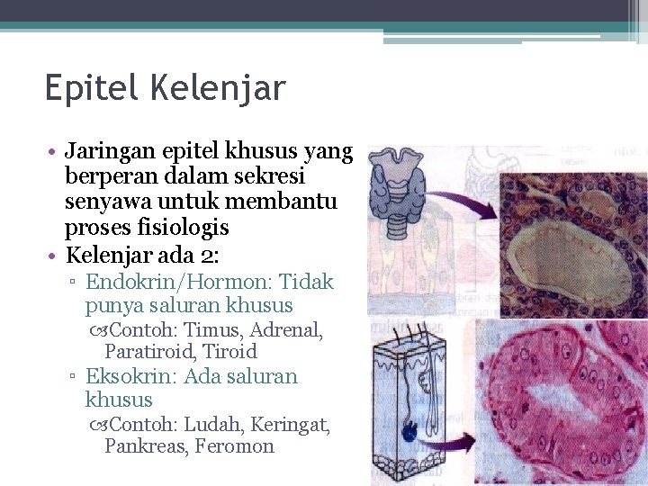 Epitel Kelenjar • Jaringan epitel khusus yang berperan dalam sekresi senyawa untuk membantu proses