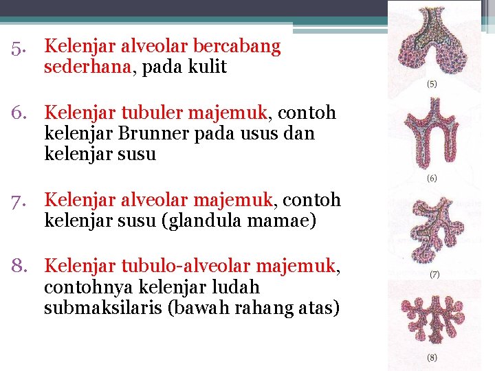 5. Kelenjar alveolar bercabang sederhana, pada kulit 6. Kelenjar tubuler majemuk, contoh kelenjar Brunner