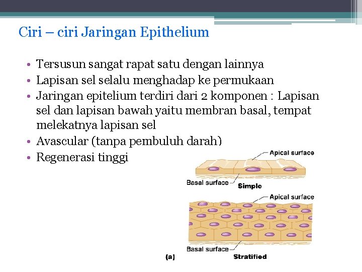 Ciri – ciri Jaringan Epithelium • Tersusun sangat rapat satu dengan lainnya • Lapisan