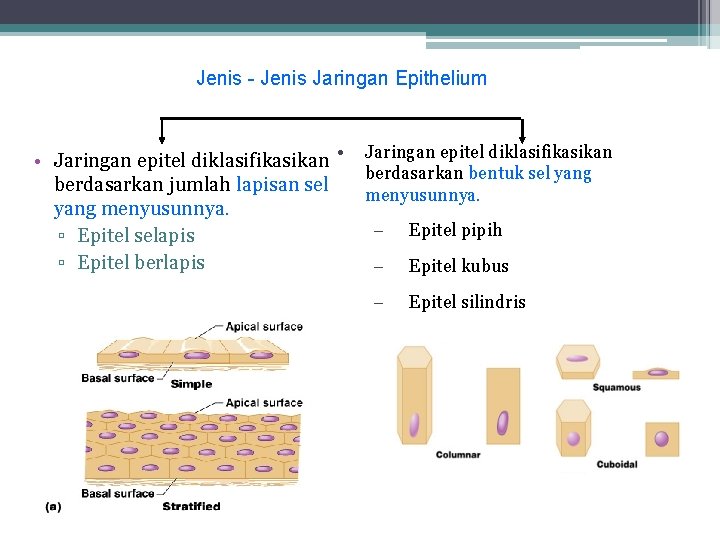 Jenis - Jenis Jaringan Epithelium • Jaringan epitel diklasifikasikan berdasarkan bentuk sel yang berdasarkan