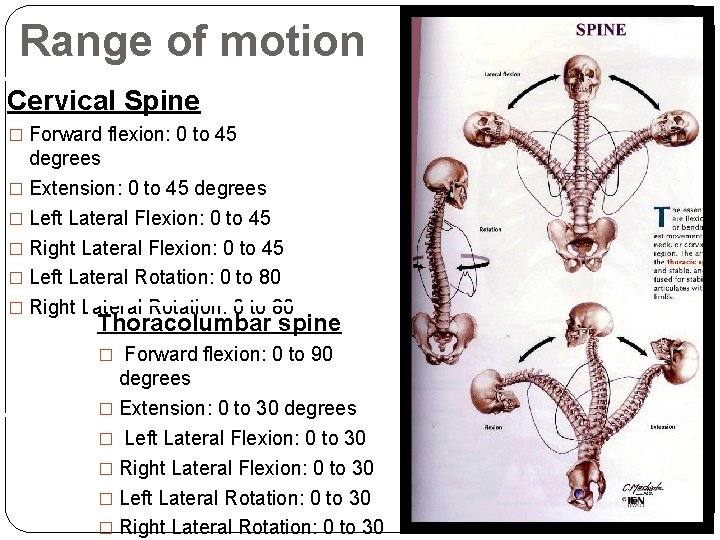 Range of motion Cervical Spine � Forward flexion: 0 to 45 degrees � Extension: