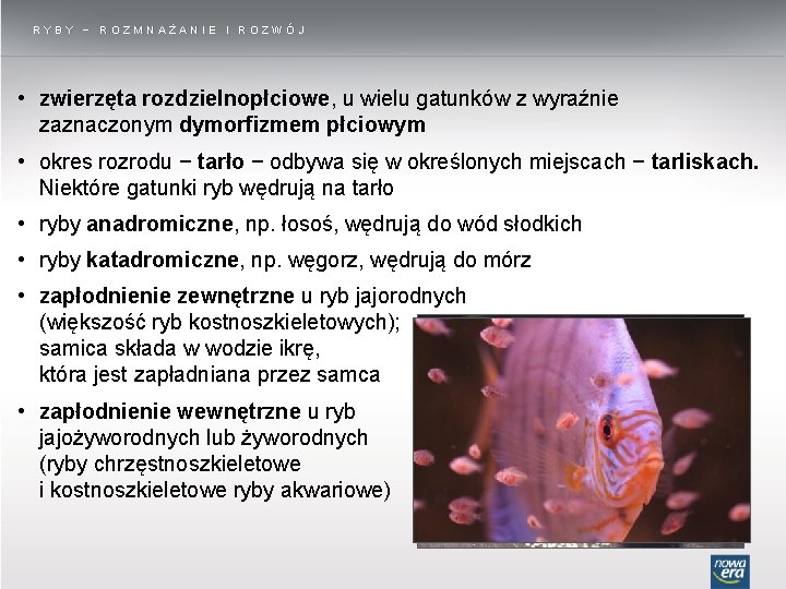 Ryby Rozmnażanie I Rozwój slidetodoc.com
