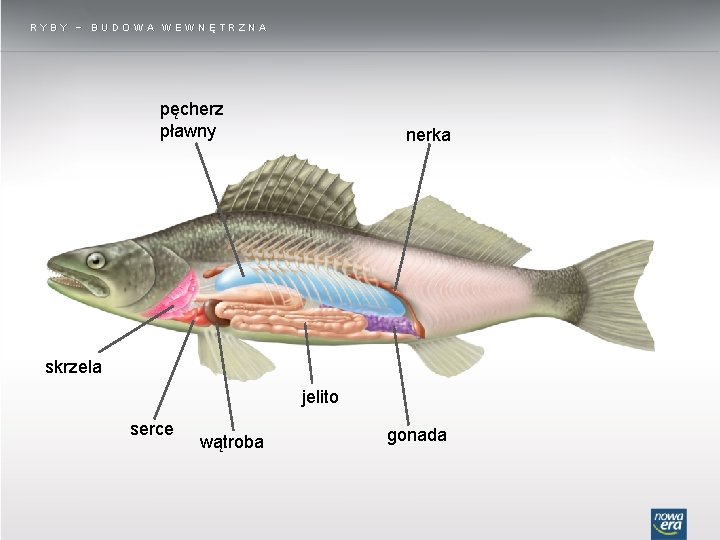 Ryby Budowa Zewnętrzna I Wewnętrzna Ryby uchwowce pierwotnie wodne RYBY RODOWISKO YCIA RYBY