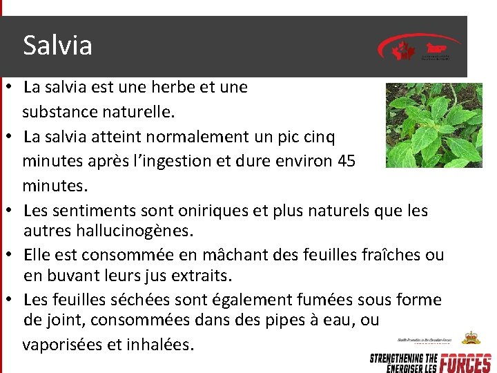 Salvia • La salvia est une herbe et une substance naturelle. • La salvia