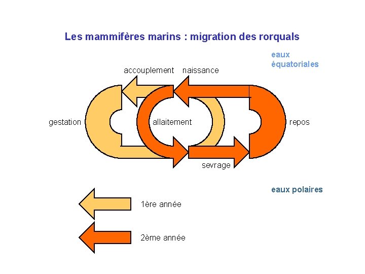 Les mammifères marins : migration des rorquals accouplement gestation naissance allaitement eaux équatoriales repos