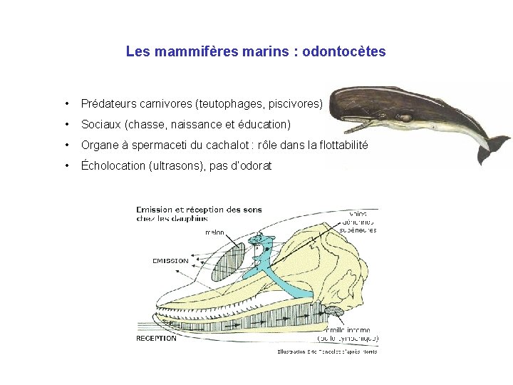 Les mammifères marins : odontocètes • Prédateurs carnivores (teutophages, piscivores) • Sociaux (chasse, naissance