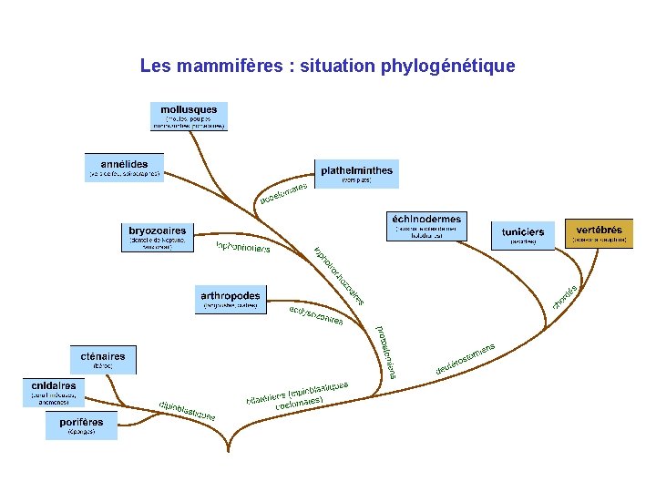 Les mammifères : situation phylogénétique 