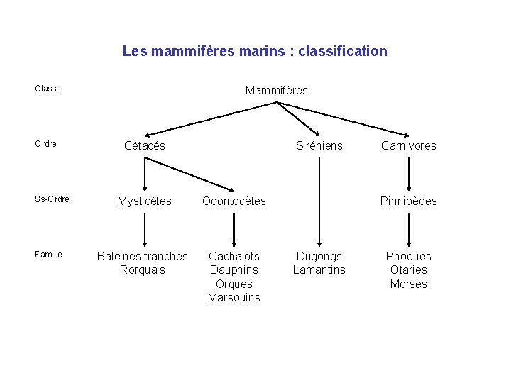 Les mammifères marins : classification Classe Ordre Ss-Ordre Famille Mammifères Cétacés Siréniens Mysticètes Odontocètes