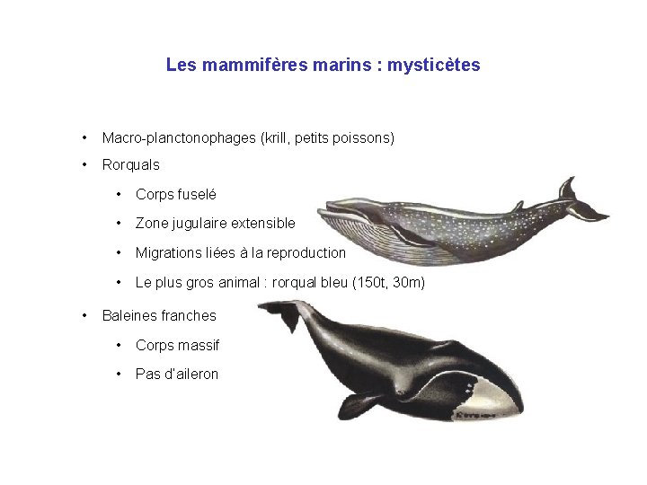 Les mammifères marins : mysticètes • Macro-planctonophages (krill, petits poissons) • • Rorquals •