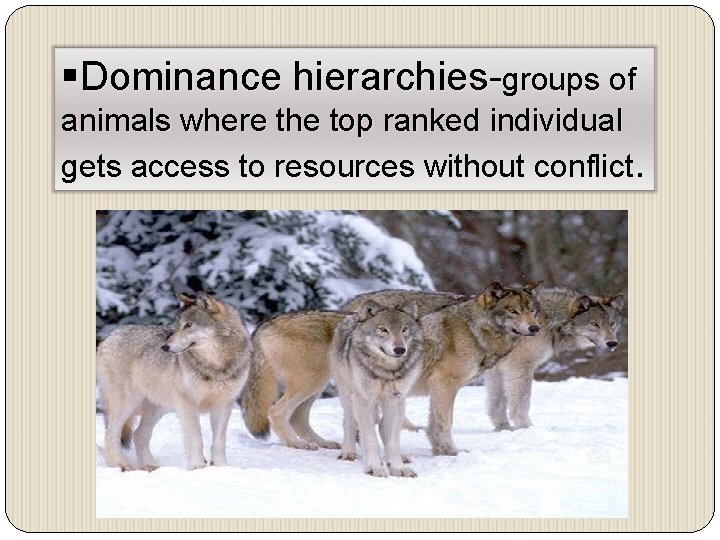 §Dominance hierarchies-groups of animals where the top ranked individual gets access to resources without