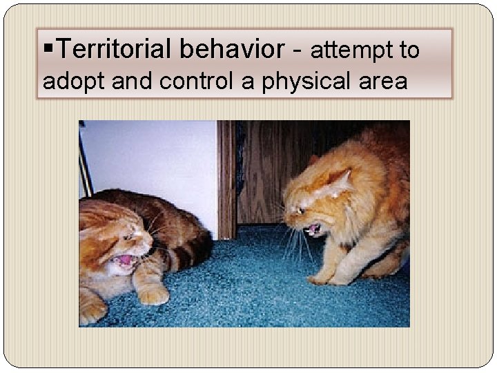 §Territorial behavior - attempt to adopt and control a physical area 