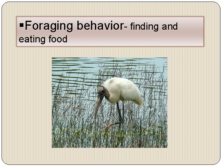 §Foraging behavior- finding and eating food 