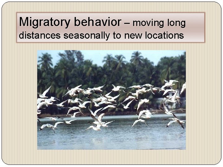 Migratory behavior – moving long distances seasonally to new locations 