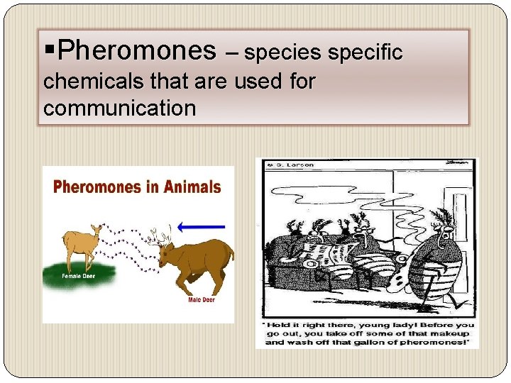 §Pheromones – species specific chemicals that are used for communication 