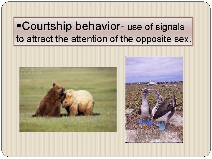 §Courtship behavior- use of signals to attract the attention of the opposite sex. 